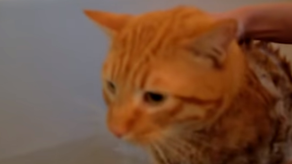 VIDEO Mace i voda baš i ne idu zajedno, ovaj video je dokaz